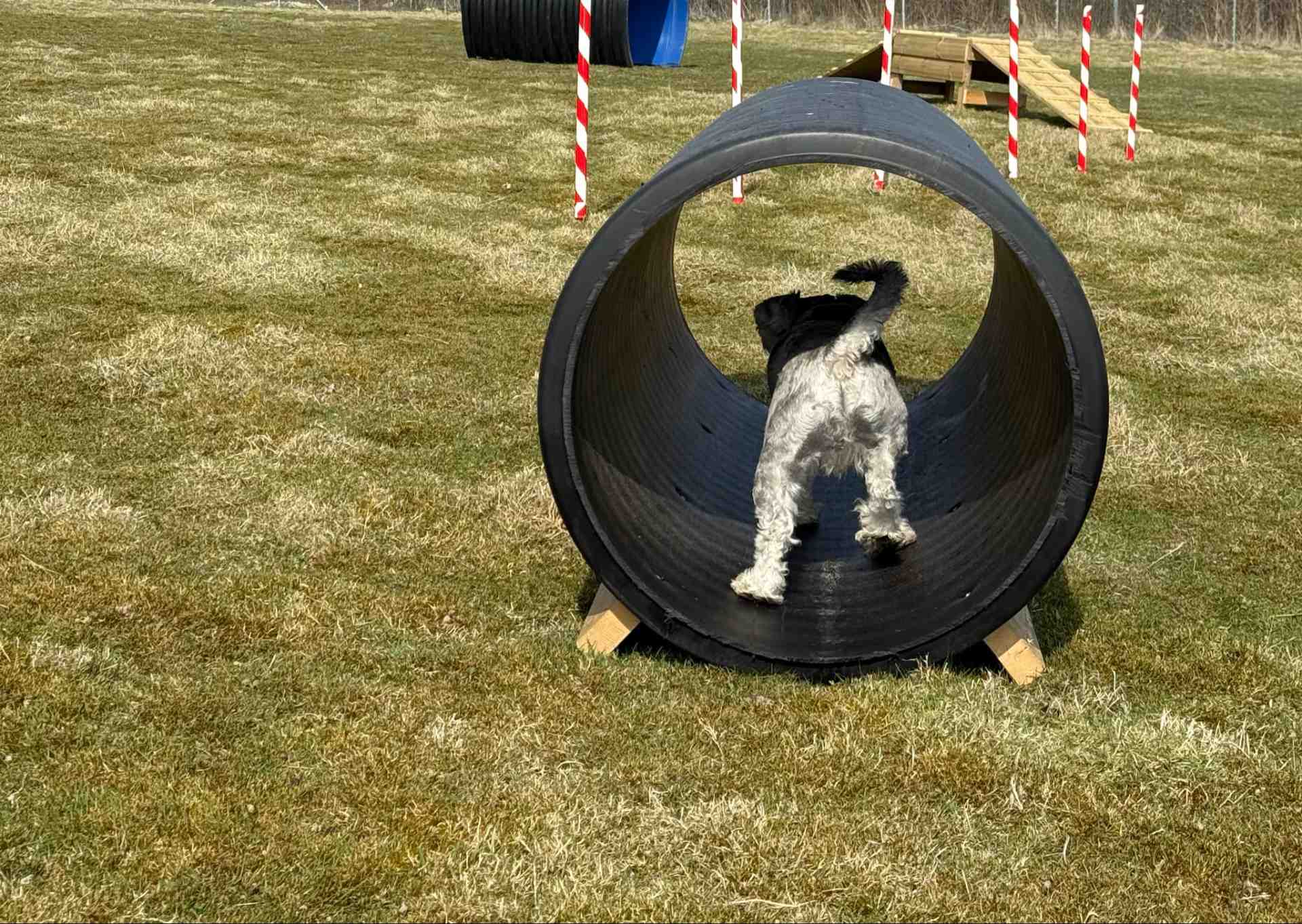 cananie agility