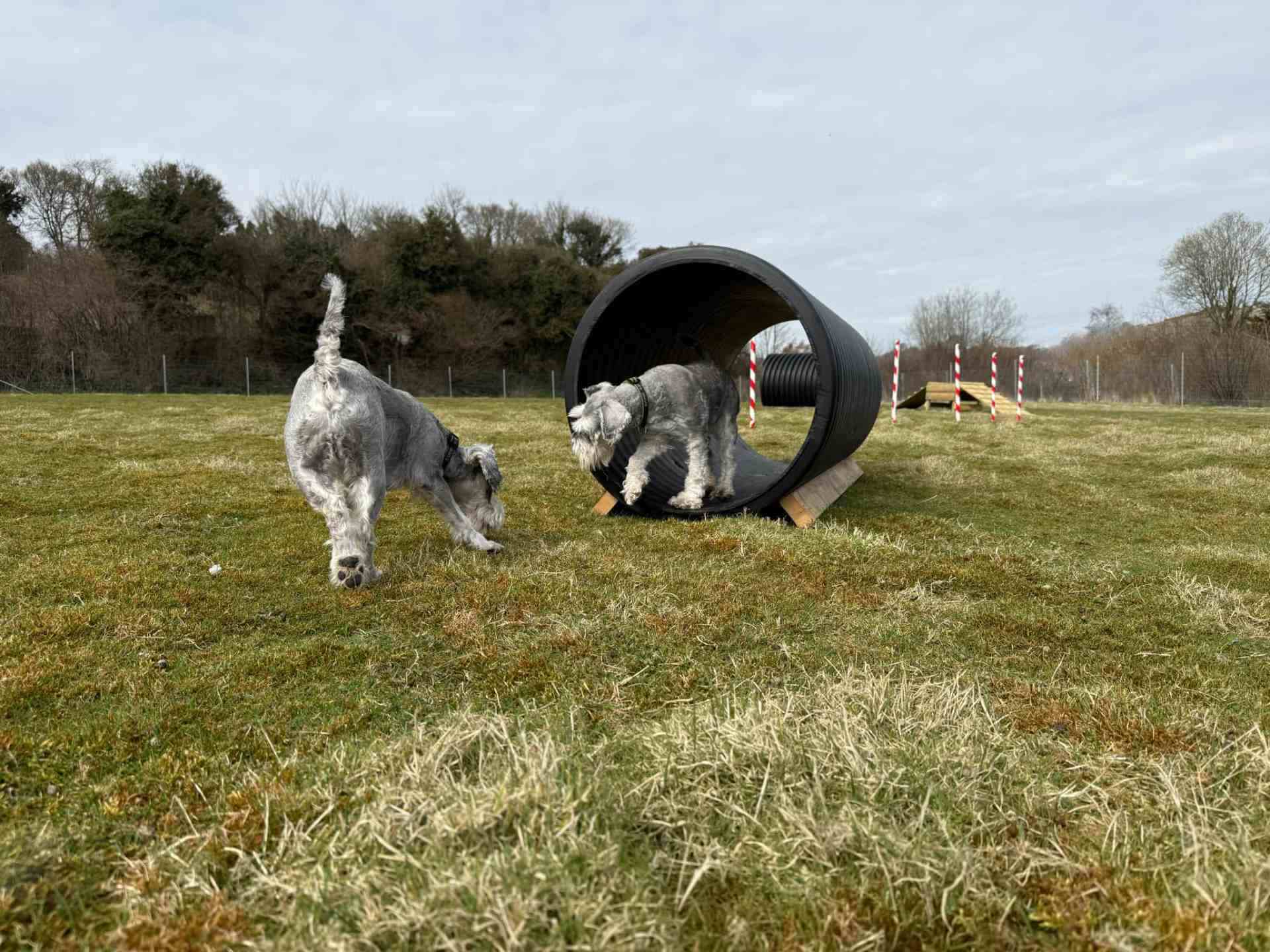 dog agility training field dover